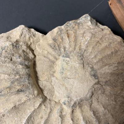 BOX OF FOSSILS
