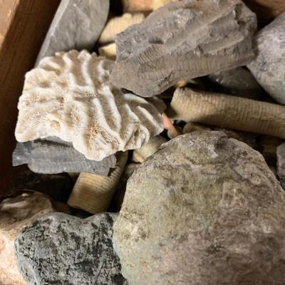 BOX OF FOSSILS