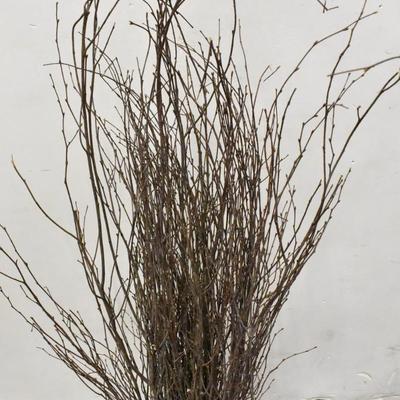 Tall Potted Twig Decor in Heavy Ceramic Red Pot, 56" Tall