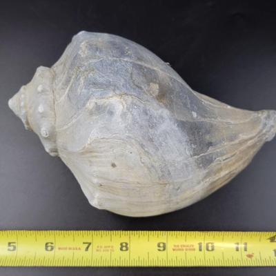 BEAUTIFUL REAL BLUE PEACH COLORED CONCH SHELL