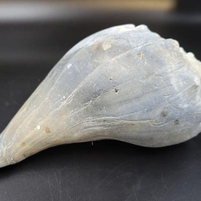 BEAUTIFUL REAL BLUE PEACH COLORED CONCH SHELL
