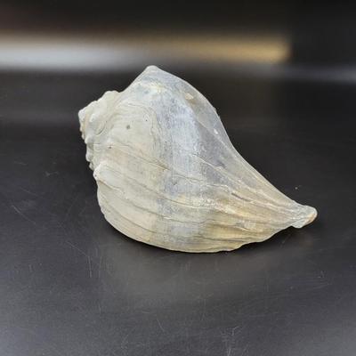 BEAUTIFUL REAL BLUE PEACH COLORED CONCH SHELL