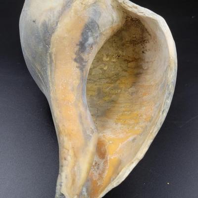 BEAUTIFUL REAL BLUE PEACH COLORED CONCH SHELL