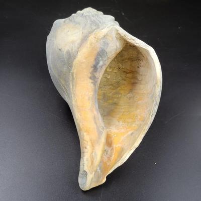 BEAUTIFUL REAL BLUE PEACH COLORED CONCH SHELL