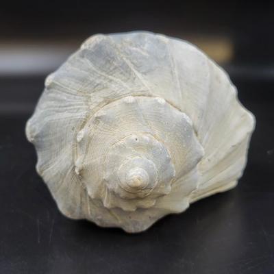 BEAUTIFUL REAL BLUE PEACH COLORED CONCH SHELL