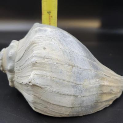 BEAUTIFUL REAL BLUE PEACH COLORED CONCH SHELL