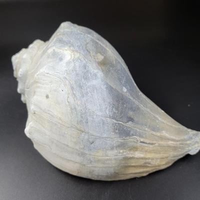 BEAUTIFUL REAL BLUE PEACH COLORED CONCH SHELL