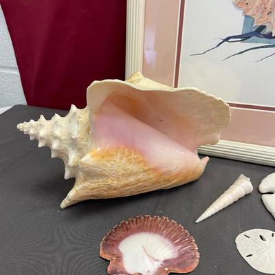 Seashells