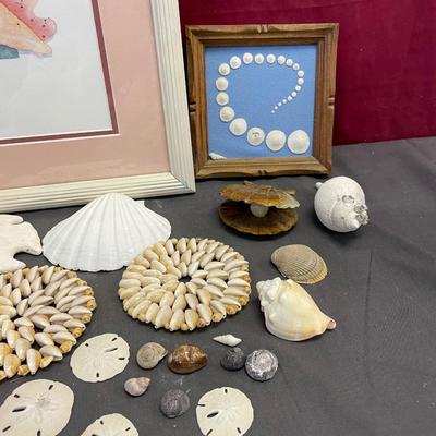 Seashells