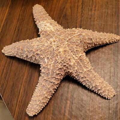 Starfish Lot