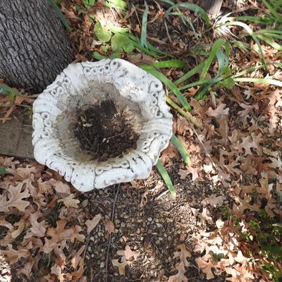 Small concrete bird bath