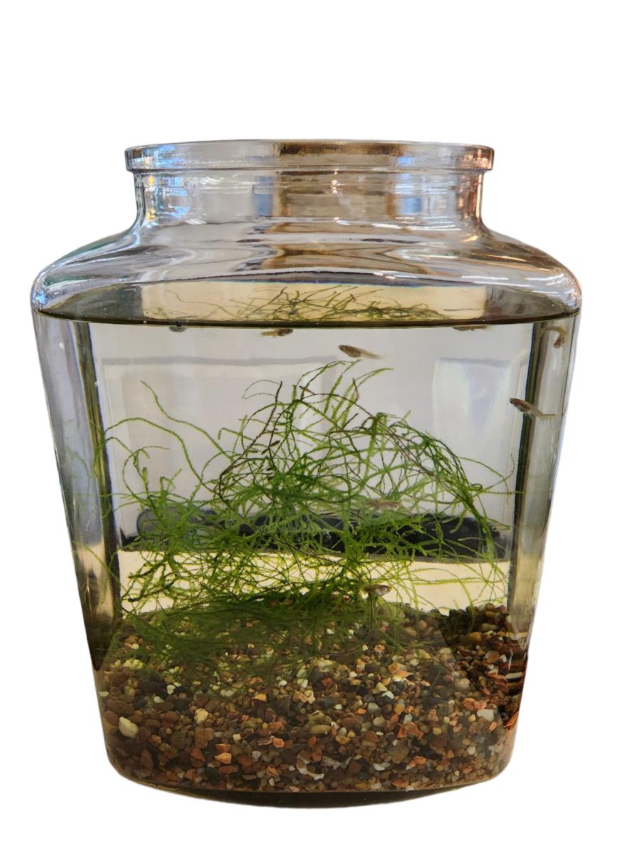 Fishbowl Glass /Live Guppies Fish