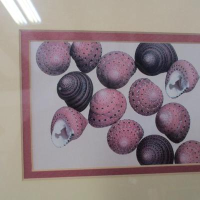 Framed Shell Pictures