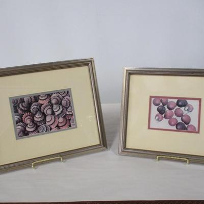 Framed Shell Pictures