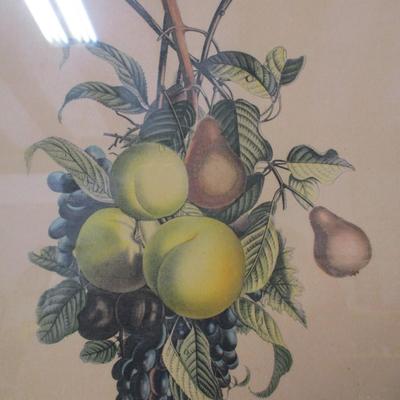 Vintage J.L. Prevost Pears, Peaches, Plums and Grapes No 7 Framed Color Print