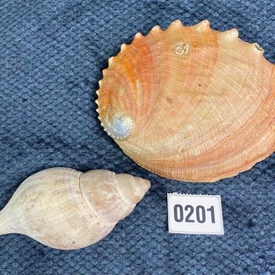2 Large Shells