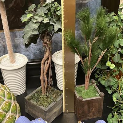 Amazing Decorative Plants and more
