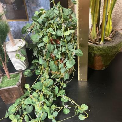 Amazing Decorative Plants and more