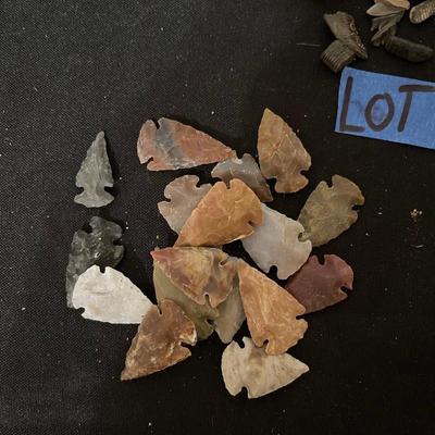 Vintage Shark Teeth & Arrowheads