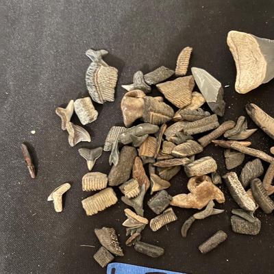 Vintage Shark Teeth & Arrowheads