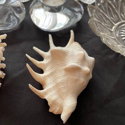 Vintage glassware, seashells and coral