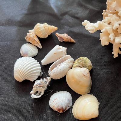 Vintage glassware, seashells and coral