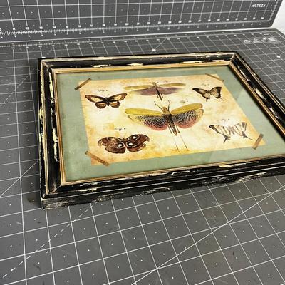Butterfly Print, with Black Shabby Chic Frame 