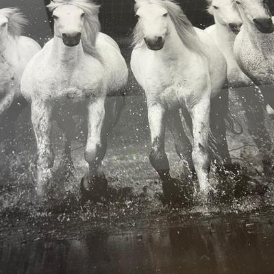 Framed Print of Horses