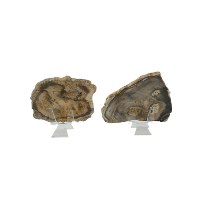 Petrified Sequoia and Cypress
