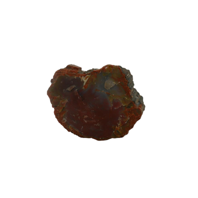 Petrified Wood Fossils