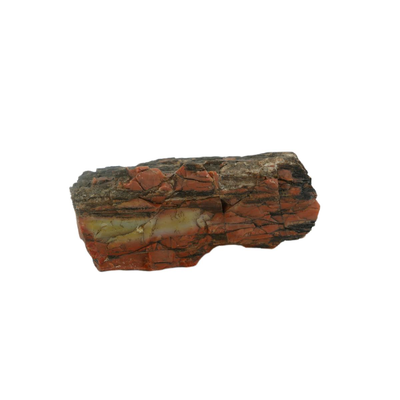 Petrified Wood Fossils