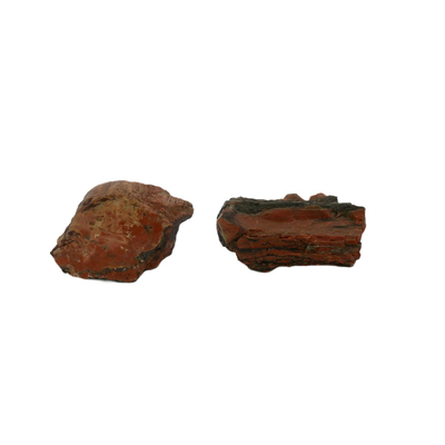 Petrified Wood Fossils