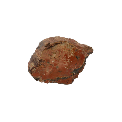 Petrified Wood Fossils