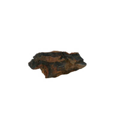 Raw Petrified Wood Fossils