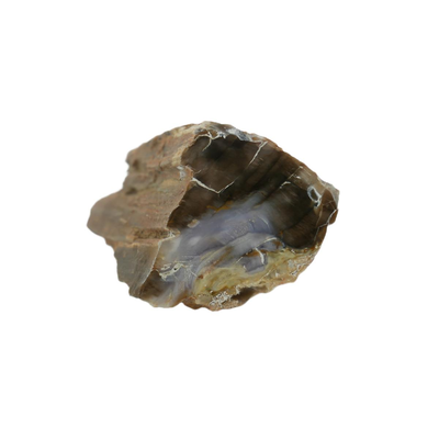 Petrified Wood Fossils