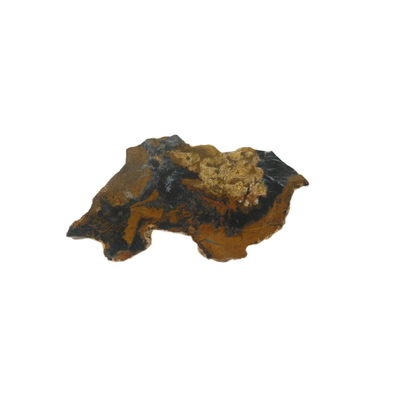 Colorado Petrified Wood Fossil