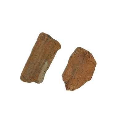 Fossilized Specimens