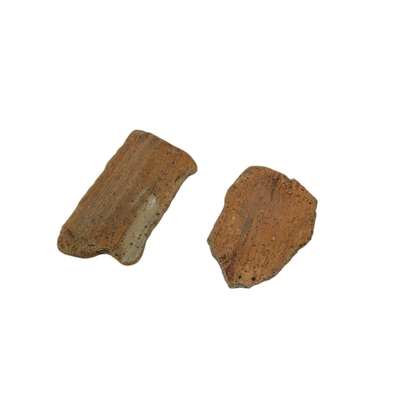 Fossilized Specimens