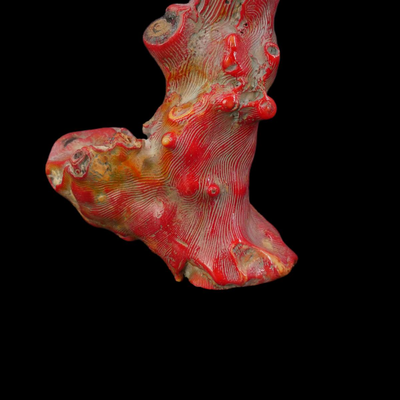 Assorted Coral Specimens