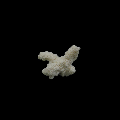 Assorted Coral Specimens