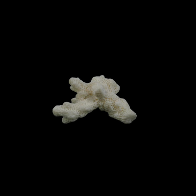 Assorted Coral Specimens