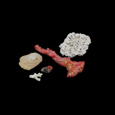 Assorted Coral Specimens