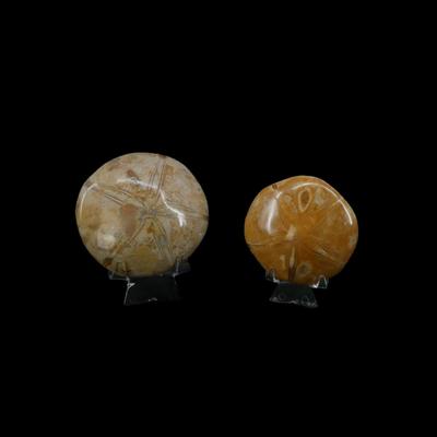 Assorted Fossilized Shells and Sand Dollars