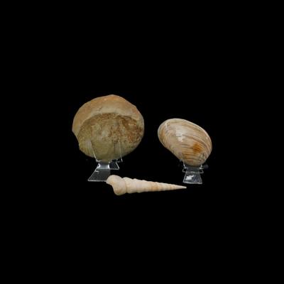 Assorted Fossilized Shells and Sand Dollars