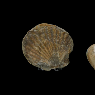 Assorted Fossilized Shells and Sand Dollars
