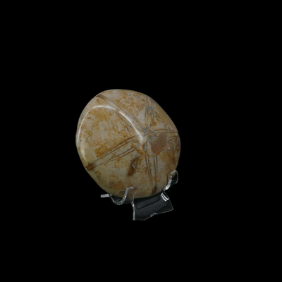 Assorted Fossilized Shells and Sand Dollars