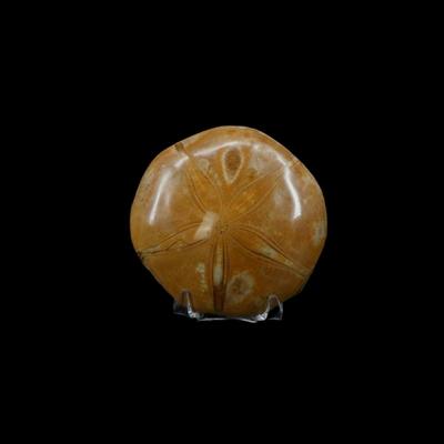 Assorted Fossilized Shells and Sand Dollars