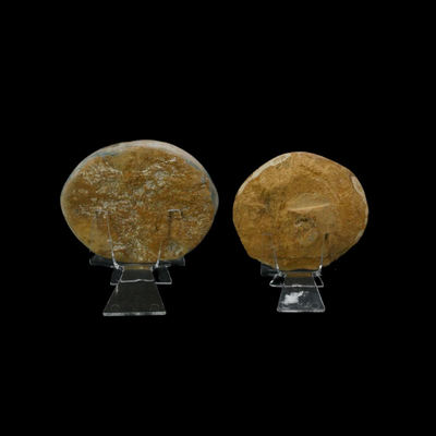 Assorted Fossilized Shells and Sand Dollars