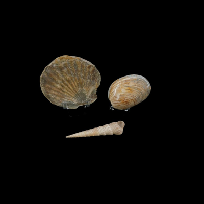 Assorted Fossilized Shells and Sand Dollars