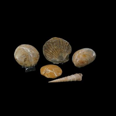 Assorted Fossilized Shells and Sand Dollars